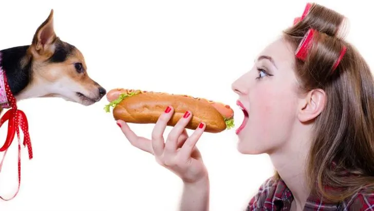 Can Dogs Eat Hot Dogs