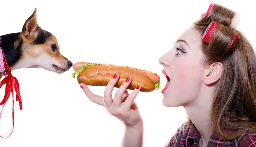 Can Dogs Eat Hot Dogs? Are Hot Dogs Bad For Dogs?