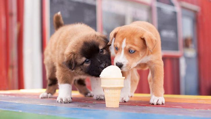 Can Dogs Eat Ice Cream? Is Ice Cream Bad For Dogs?