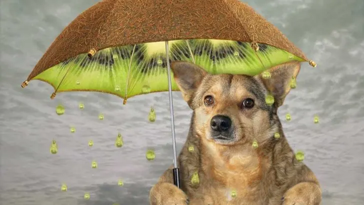 Can Dogs Eat Kiwi