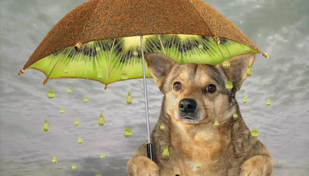 Can Dogs Eat Kiwi Is Kiwi Bad For Dogs Pet Diet Guide