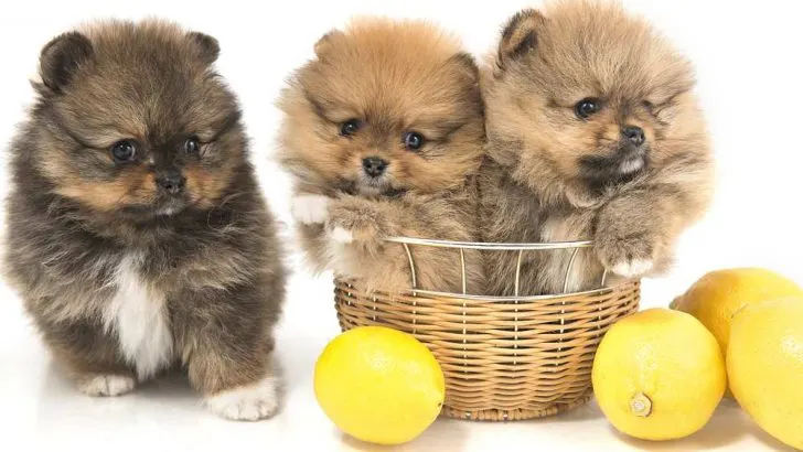 Can Dogs Eat Lemons