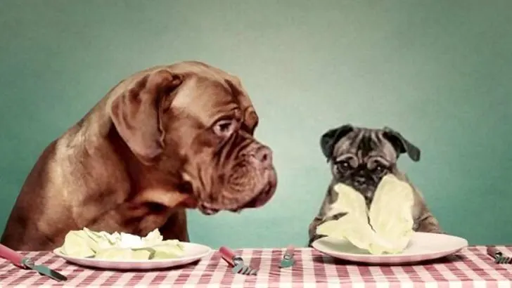 Can Dogs Eat Lettuce