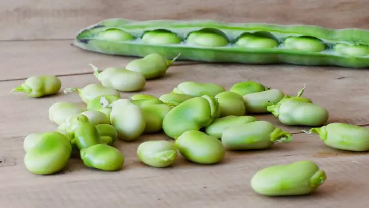 Can Dogs Eat Lima Beans? Are Lima Beans Bad For Dogs?