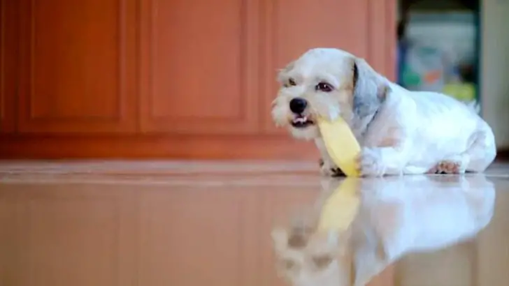 Can Dogs Eat Mango? Is Mango Bad For Dogs?