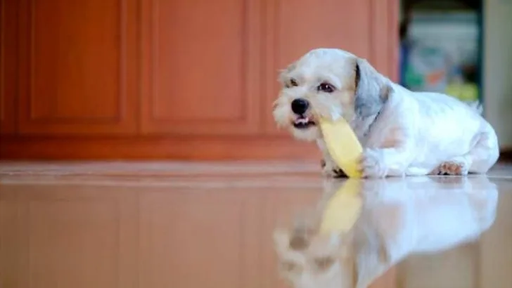 Can Dogs Eat Mango