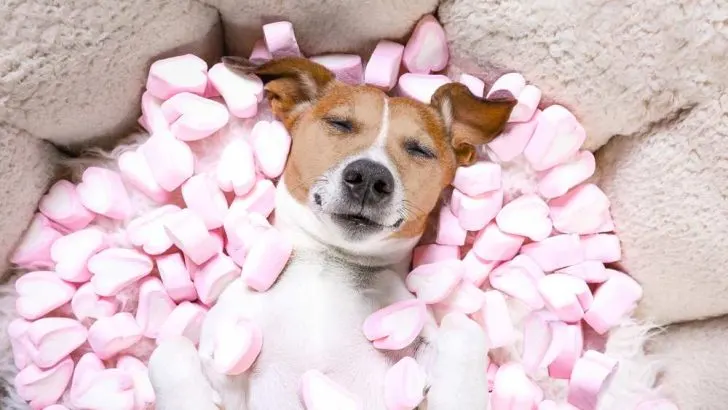 Can Dogs Eat Marshmallows