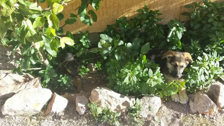 Can Dogs Eat Mint