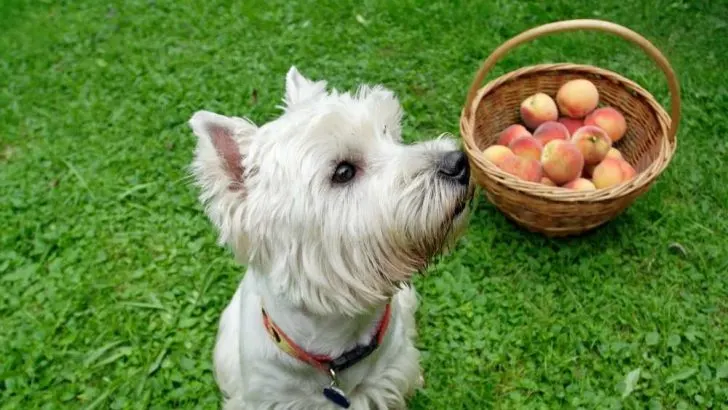 Can Dogs Eat Nectarines