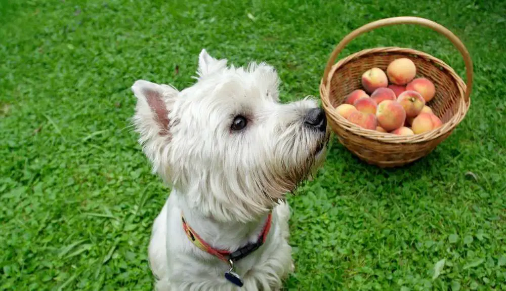 Can Dogs Eat Nectarines? Are Nectarines Bad For Dogs?