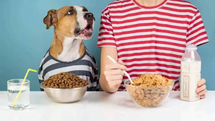 Can Dogs Eat Oatmeal? Is Oatmeal Bad For Dogs?