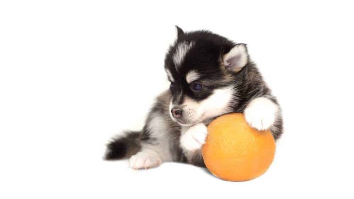 Can Dogs Eat Orange Peels