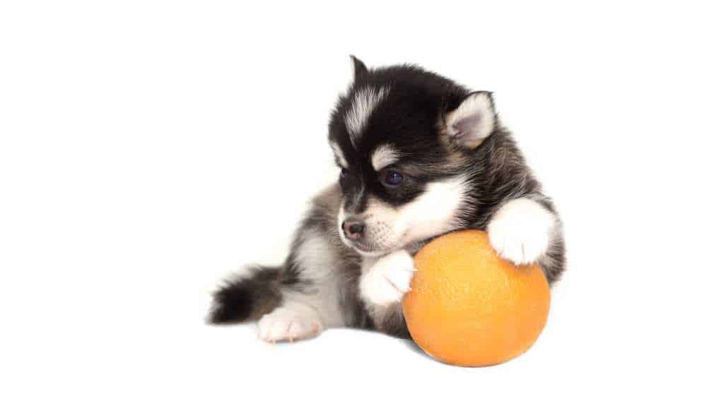 can-dogs-eat-orange-peels-are-orange-peels-bad-for-dogs-pet-diet-guide