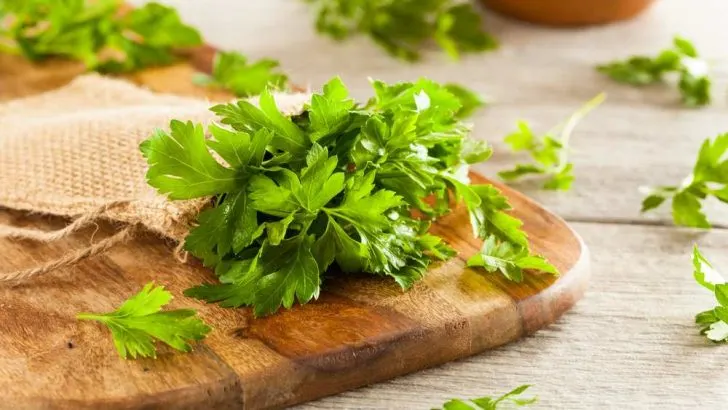 is parsley harmful to dogs