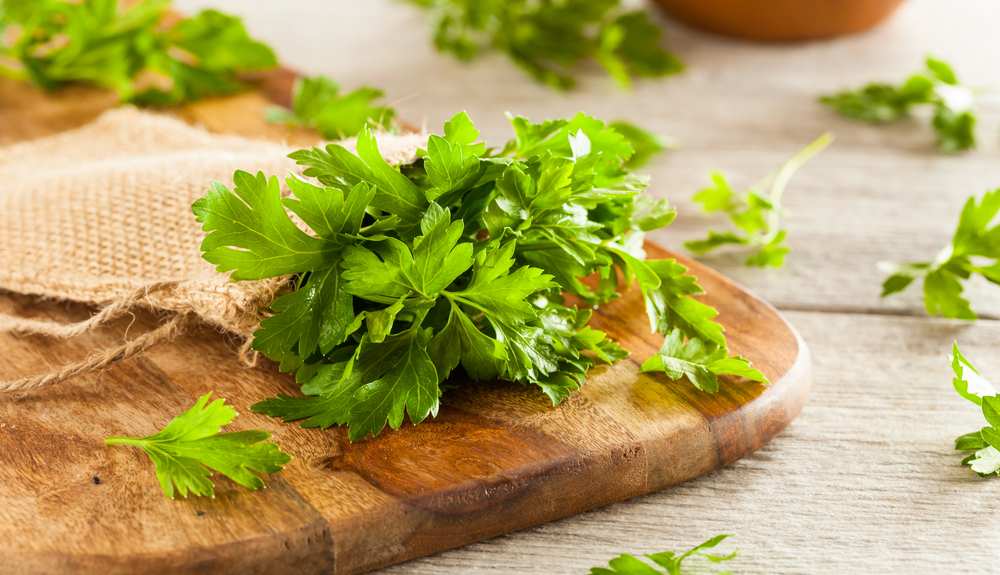 Can Dogs Eat Parsley? Is Parsley Bad For Dogs?