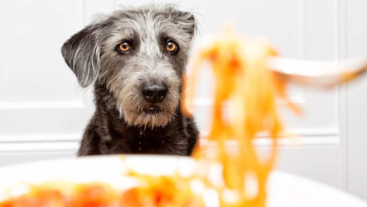 Can Dogs Eat Pasta? Is Pasta Bad For Dogs?