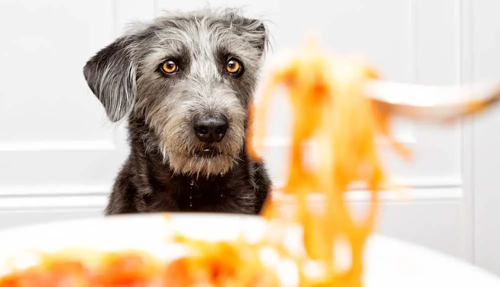 Can Dogs Eat Pasta? Is Pasta Bad For Dogs?