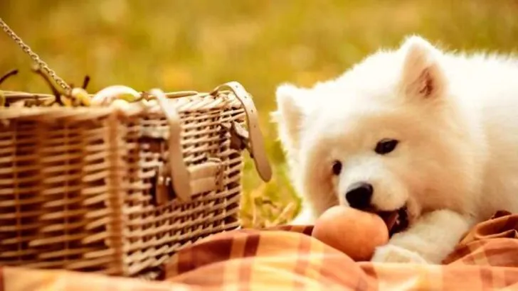 Can Dogs Eat Peaches