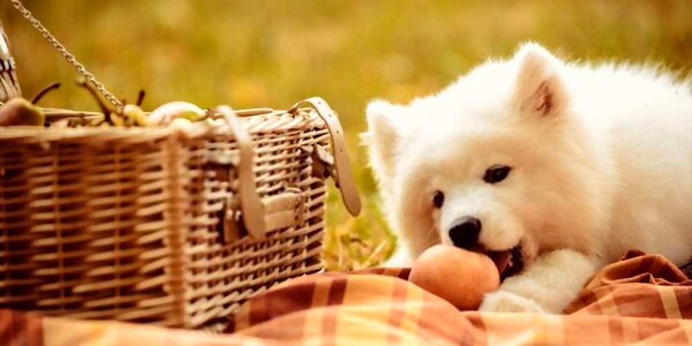 Can Dogs Eat Peaches? Are Peaches Bad For Dogs? Pet Diet Guide