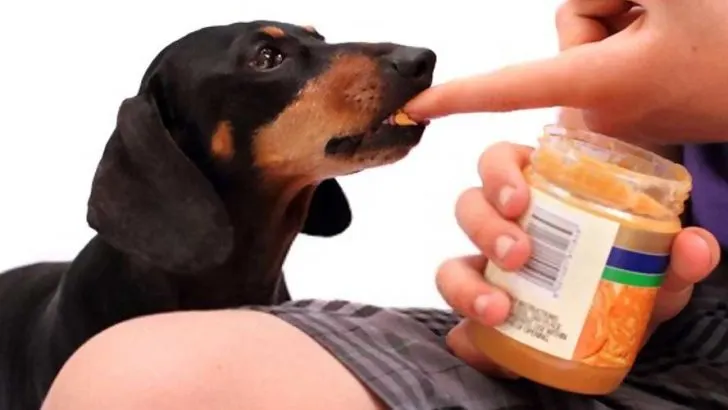 Can Dogs Eat Peanuts