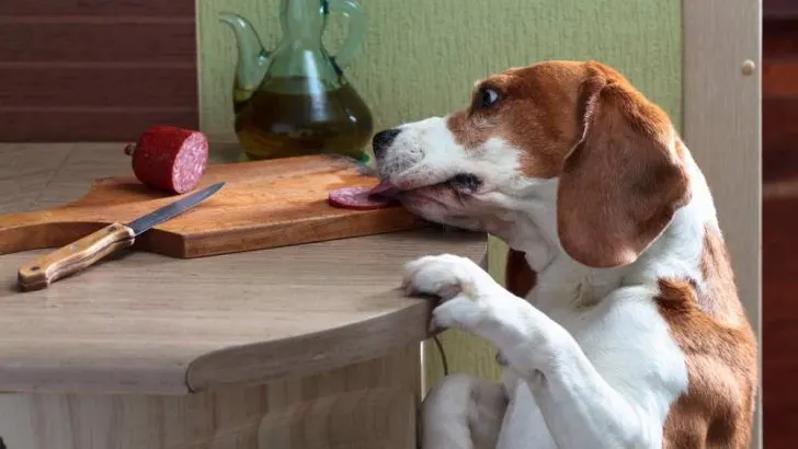 Can Dogs Eat Pepperoni
