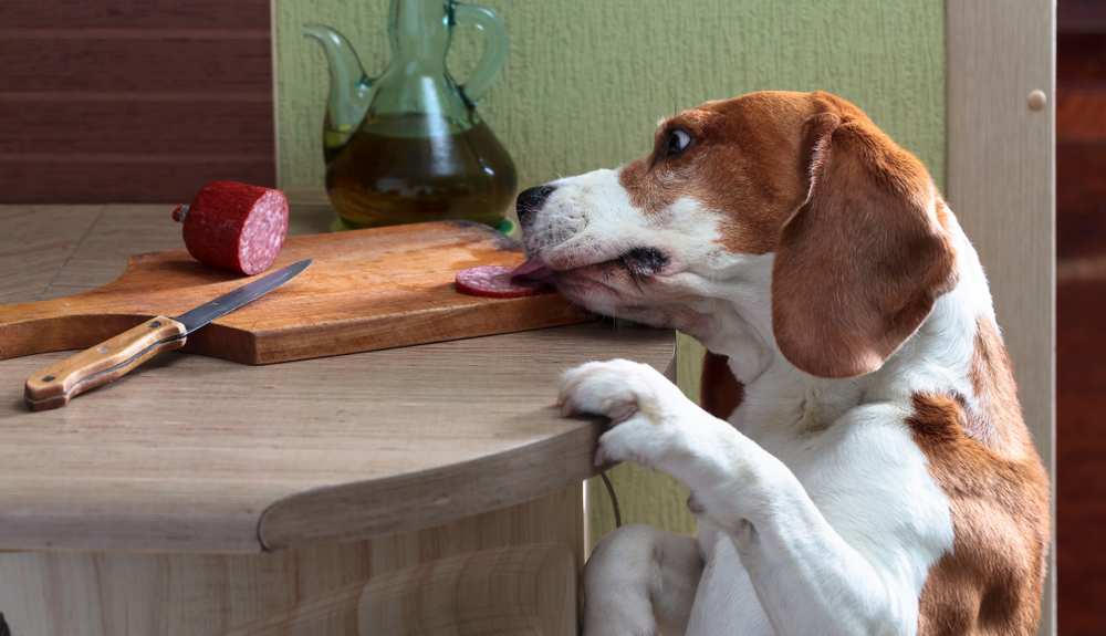 Can Dogs Eat Pepperoni Is Pepperoni Bad For Dogs Pet Diet Guide