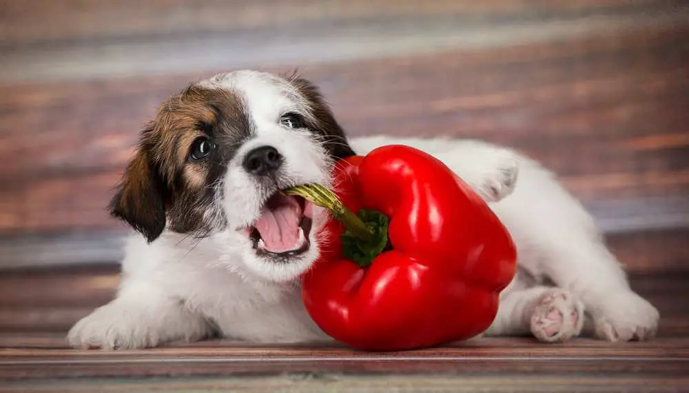 Can Dogs Eat Peppers