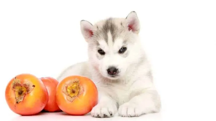 Can Dogs Eat Persimmons