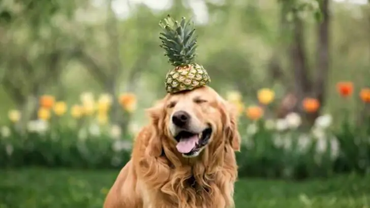 Can Dogs Eat Pineapple? Is Pineapple Bad For Dogs?
