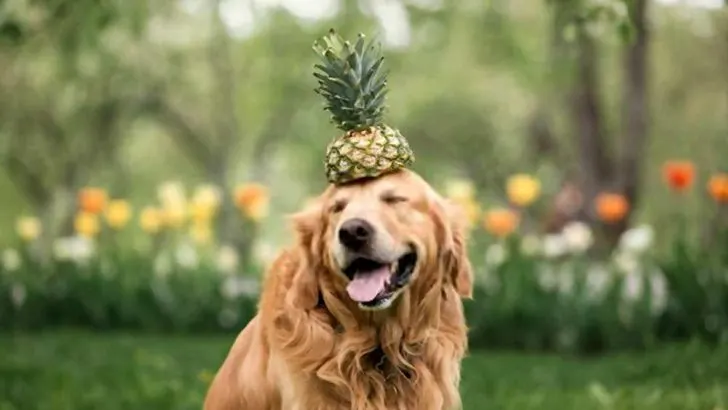 Can Dogs Eat Pineapple