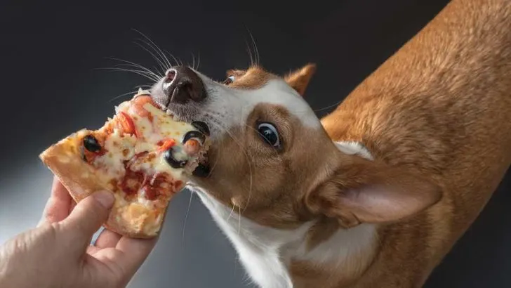 Can Dogs Eat Pizza