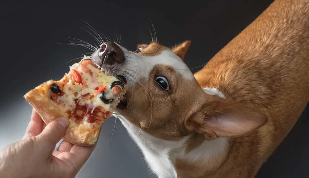 Can Dogs Eat Pizza? Is Pizza Bad For Dogs?