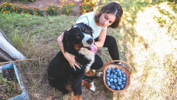 Can Dogs Eat Plums