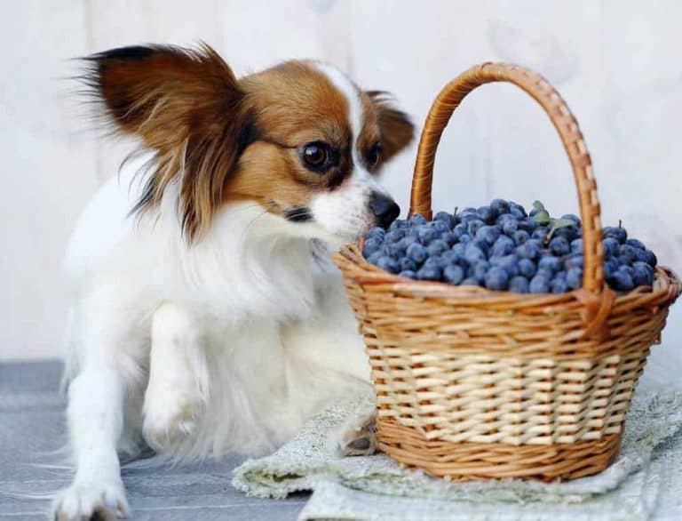 Can Dogs Eat Plums? Are Plums Bad For Dogs? Pet Diet Guide