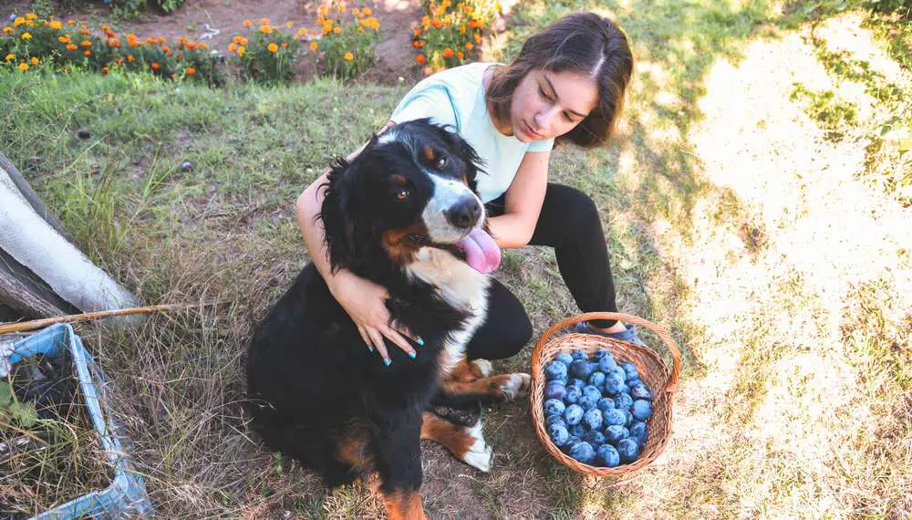 Can Dogs Eat Plums? Are Plums Bad For Dogs?