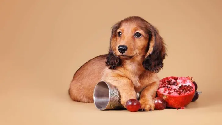 are pomegrante seeds safe for dogs