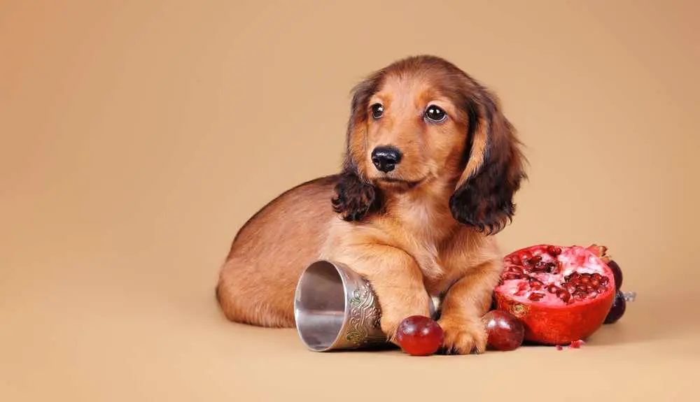 Can Dogs Eat Pomegranates? Are Pomegranates Bad For Dogs?