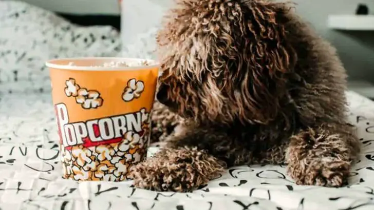 Can Dogs Eat Popcorn? Is Popcorn Bad For Dogs?