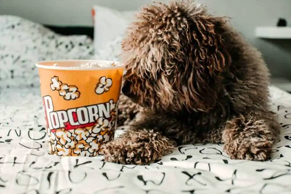 Can Dogs Eat Popcorn? Is Popcorn Bad For Dogs?