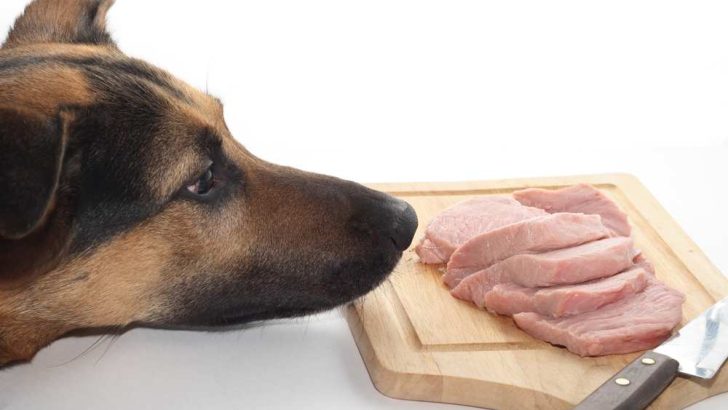 Can Dogs Eat Pork? Is Pork Bad For Dogs?