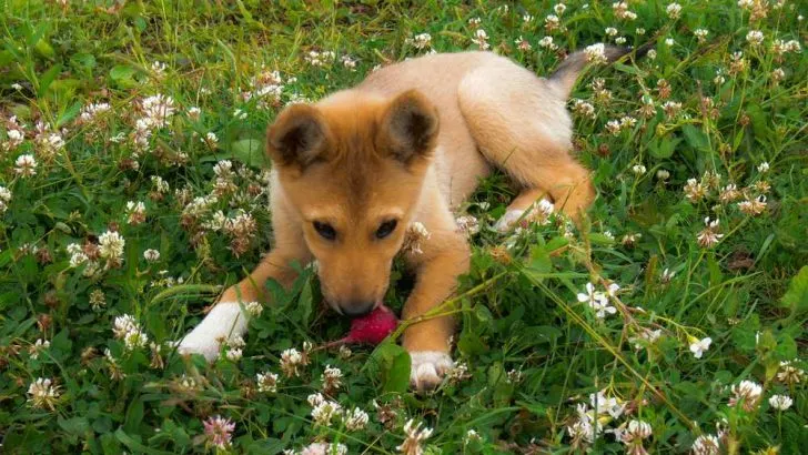 Can Dogs Eat Radishes