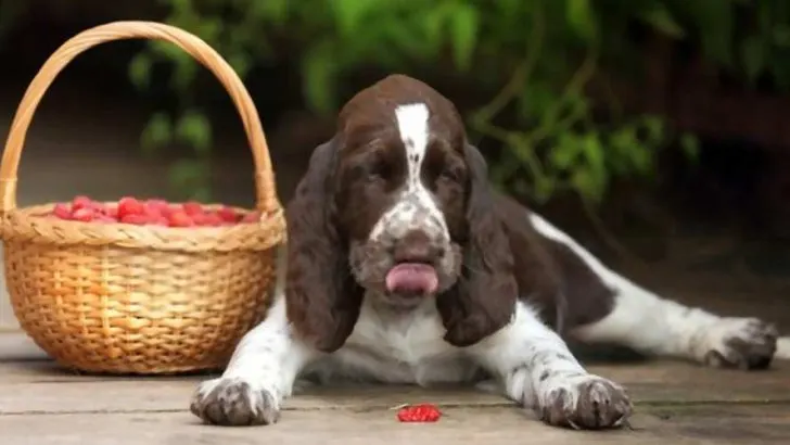 Can Dogs Eat Raspberries