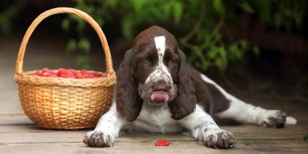 Can Dogs Eat Raspberries? Are Raspberries Bad For Dogs?