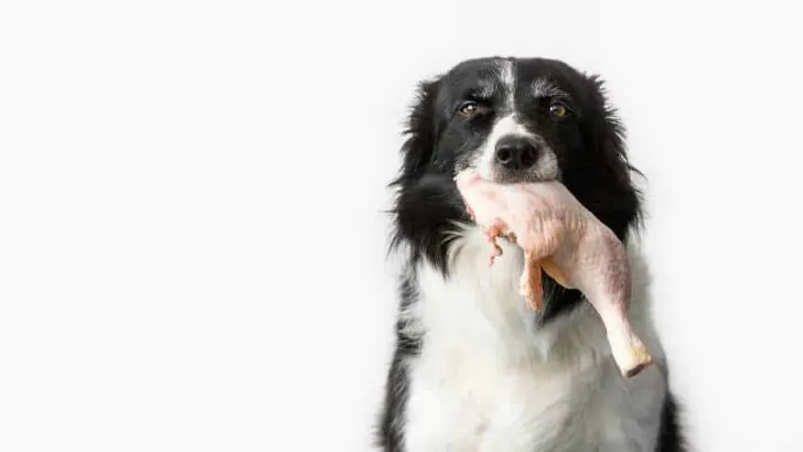 Can Dogs Eat Raw Chicken