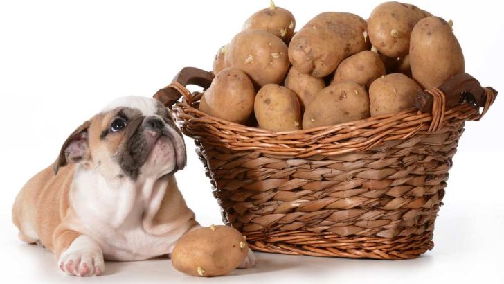Can Dogs Eat Raw Potatoes? Are Raw Potatoes Bad For Dogs?