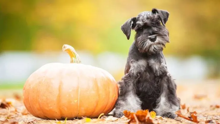 Can Dogs Eat Raw Pumpkin