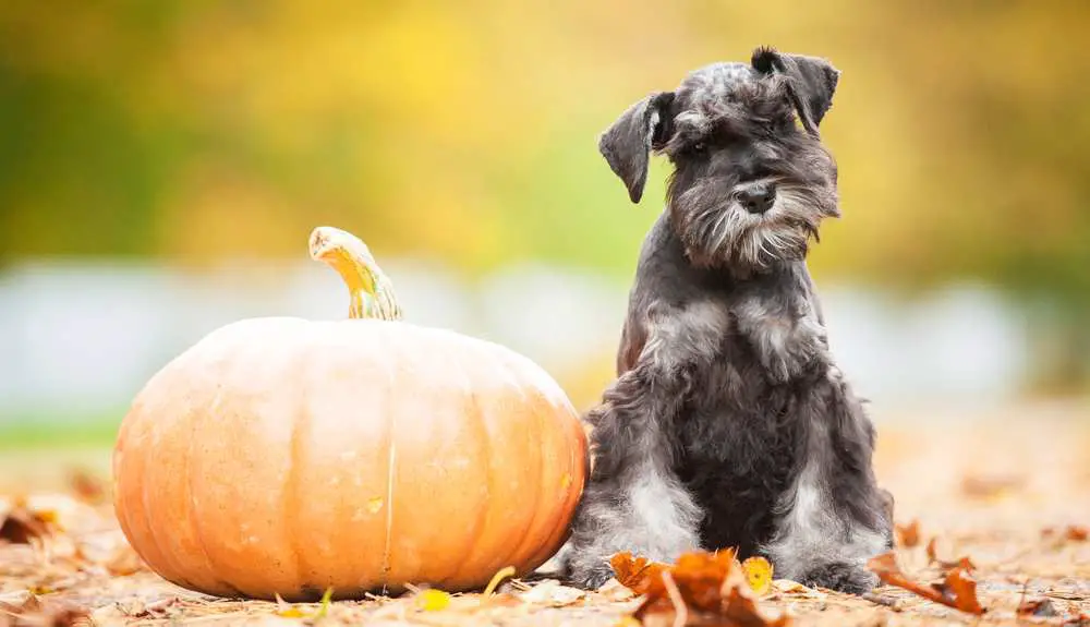 Can Dogs Eat Raw Pumpkin? Is Raw Pumpkin Bad For Dogs?
