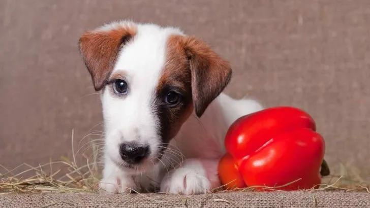 Can Dogs Eat Red Peppers