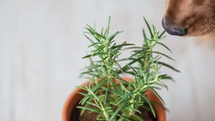 Can Dogs Eat Rosemary