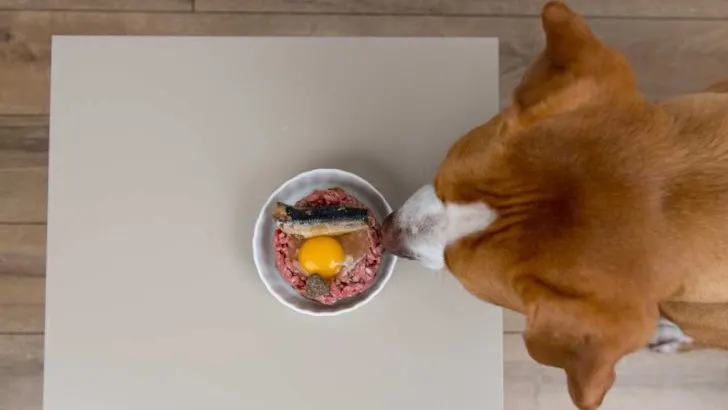 Can Dogs Eat Sardines
